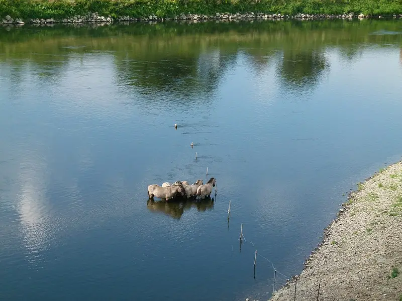 Vendre sa voiture à Maaseik - Limbourg