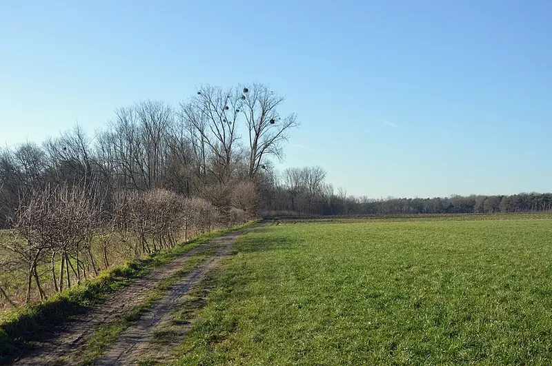 Vendre sa voiture à Waasmunster - Flandre-Orientale